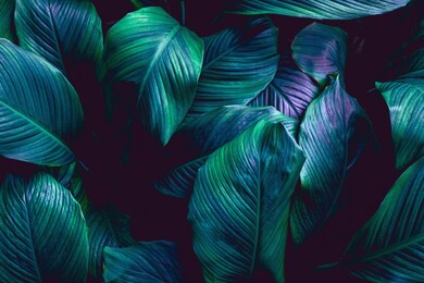 leaves of spathiphyllum cannifolium, abstract green texture, nature background, tropical leaf