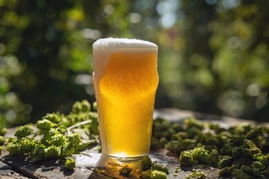 close up shot of a fresh high quality gold foamy beer poured in a transparent glass on a background of collected biological hop flowers in plantation with a sun shining.