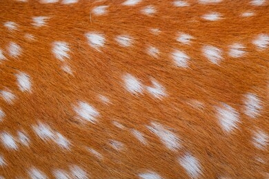 deer fur brown texture with white patterns , animal mammal nature skin background