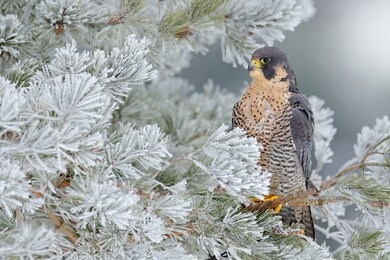 peregrine falcon, bird of prey with snow sitting on the white rime pine tree, dark green forest in background, action scene in the nature tree habitat, czech republic, europe.
