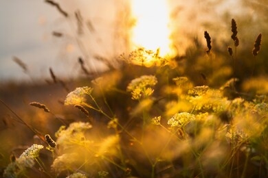 wild grasses on the sea coast at sunset. macro image, shallow depth of field. beautiful autumn nature background