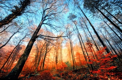 autumn scenery in a deciduous forest, with bare trees towering into the clear blue sky and a row of illuminated orange foliage beneath