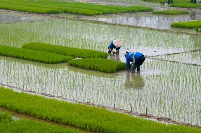 farmers transplant rice in a field in vietnam 