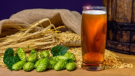 beer. still life with vintage beer barrel and glass light beer. fresh amber beer concept. green hop and gold barley on wooden table. ingredients for brewery. brewing traditions