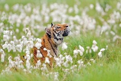 siberian tiger in nature meadow habitat, foggy morning. amur tiger hunting in green white cotton grass. dangerous animal, taiga, russia. big cat sitting in environment.  wild cat in wildlife nature. 