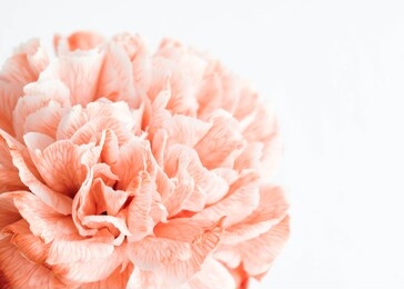 carnation close up textured flower. macro photography of carnation pink flower.