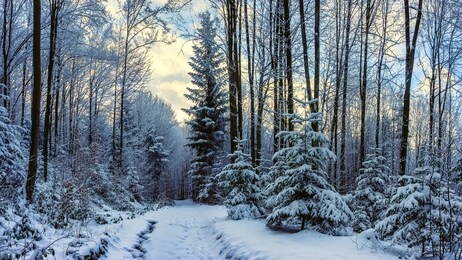 the road through the winter, snowy forest. trees in the snow. snow hidden path
