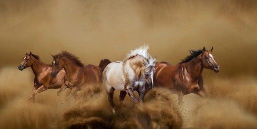 wild horses running