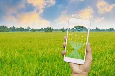 business woman using smartphone,rice fields production control,concept agricultural product control technology,to agriculture future trading world market,track productivity,satellite for agriculture