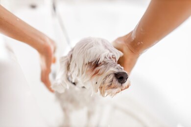 purebreed white bichon puppy showering in bath by pet beautician