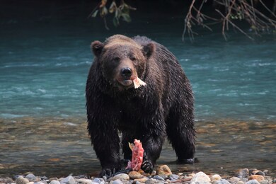 a grizzly bear feeding on salmon in the river 