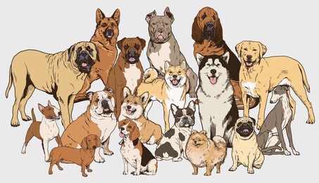 dog illustration collection. realistic vector illustrations of different breads of dogs. each completed and isolated.