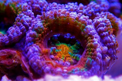 acanthastrea micromussa lordhowensis lps coral in close up photography 