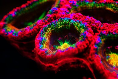 acanthastrea micromussa lordhowensis lps coral in close up photography 