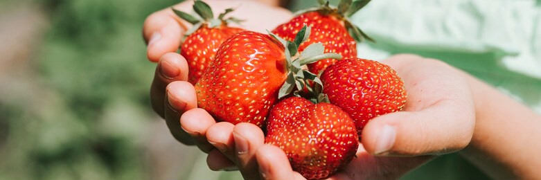 ripe strawberries in a child's girl hands on organic strawberry farm, people picking strawberries in summer season, harvest berries. banner