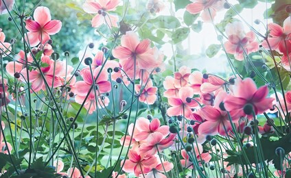 floral delicate natural background. lots of pink chinese or japanese anemone flowers in nature in sunlight with soft focus. filled full frame picture.