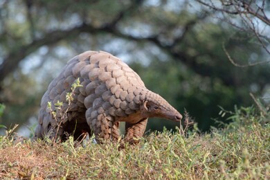 indian pangolinone of the most trafficked wild animal for its scales 
