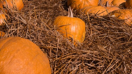 ripe orange pumpkin in the hay, decorations for the halloween holiday from a natural pumpkin.