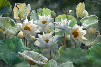 beautiful white lotus flower in lake