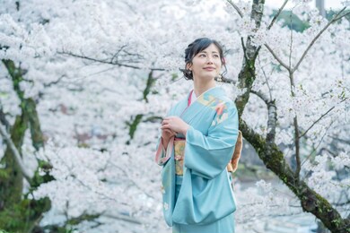 portrait of young asian woman wearing kimono. asian beauty. cherry blossoms. hanami. sightseeing of japan concept.