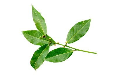 green leaves of the laurel tree