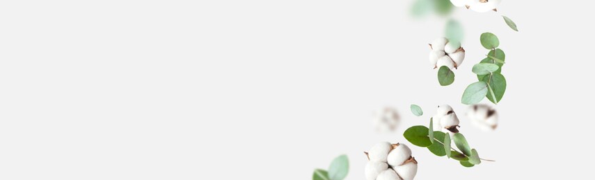 flying cotton flowers, green twigs of eucalyptus on light gray background. creative floral background with cotton, delicate flowers of fluffy cotton. flat lay flowers composition, greeting card
