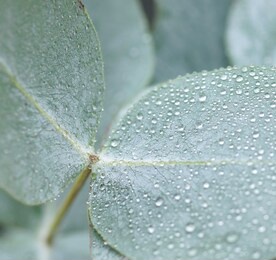 green eucalyptus leaf with macro water drops texture .plant background. pastel color. poster