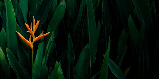 orange heliconia flower with lush dark tropical foliage background.