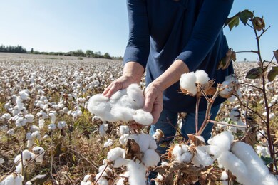woman picking cotton in the field