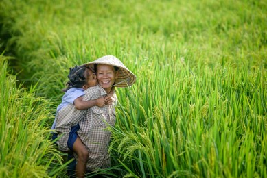 way of life of asian farmers and rice fields in vietnam