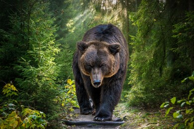 the kamchatka brown bear or ursus arctos piscator. bear is coming towards the camera. closeup of kamchatka brown bear.