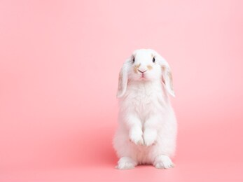 front view of white cute baby holland lop rabbit standing on pink background. lovely action of young rabbit.
