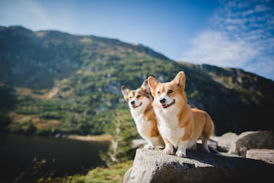 welsh corgi pembroke dogs in the mountains