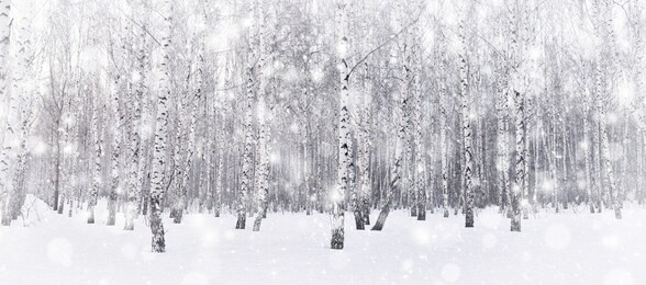 winter birch grove. snow is falling in the forest. snow covered trees. frosty, cold weather. panoramic image.