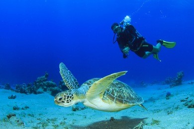 green sea turtle and scuba diver