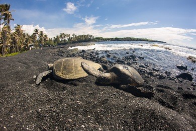 punaluu black sand beach with turtles