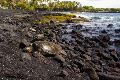 punaluu black sand beach with turtles