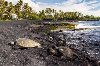 punaluu black sand beach with turtles