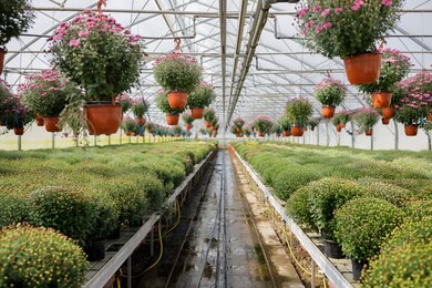plants and flowers in the sunny greenhouse or horticulture