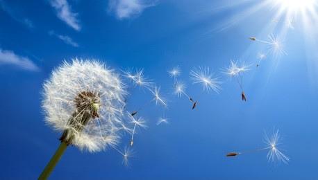 close up of dandelion spores blowing away 