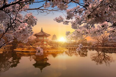 gyeongbokgung palace and.cherry blossom in spring,seoul,south korea.