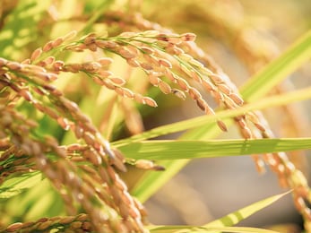 ears of rice plants in autumn or fall agriculture and harvest image