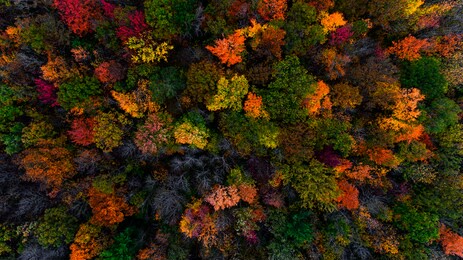 autumn and fall scenic landscapes of the greater napanee and kingston areas featuring forests of maple and oak along with abandoned homes and rural scenes of waterscapes and arial photography.