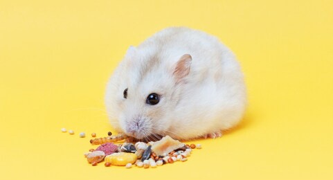 a dwarf fluffy hamster eats dry food on yellow background close-up.