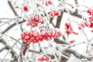 winter frozen viburnum under snow. viburnum in the snow. first snow. beautiful winter.