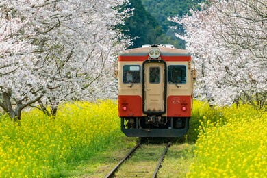 landscape of trains and cherry blossoms and canola flowers in chiba prefecture, japan