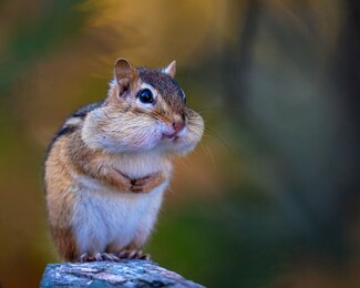 closeup of a cute chipmunk in the woods