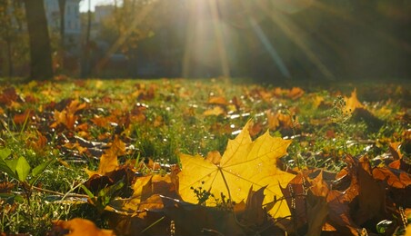 fall picturesque park landscape. fall trees with yellow foliage in october morning park. colorful fall landscape in bright tones