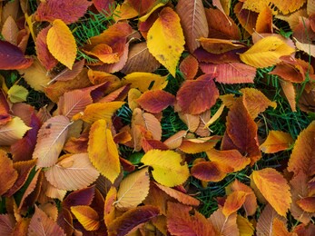 colorful and bright background made of fallen autumn leaves