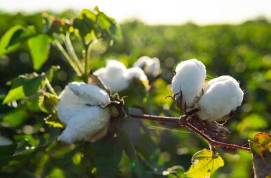 white soft cotton industry growing naturally in field